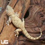 ug_Crocodile_Gecko_2.jpg