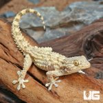 ug_Crocodile_Gecko_1.jpg
