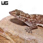 ug_white_gecko_spa_1.jpg