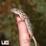 ug_rough_tail_gecko_4.jpg