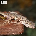ug_rough_tail_gecko_3.jpg