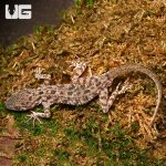 ug_rough_tail_gecko_2.jpg