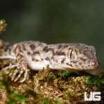 ug_rough_tail_gecko_1.jpg
