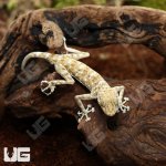 ug_Fan_Foot_Gecko_4.jpg