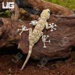 ug_Fan_Foot_Gecko_3.jpg