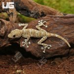 ug_Fan_Foot_Gecko_2.jpg