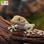 ug_Fan_Foot_Gecko_1.jpg