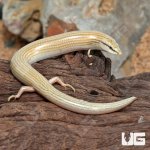 ug_Wedge_Snouted_Skink_5.jpg