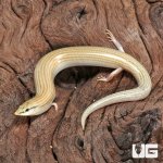 ug_Wedge_Snouted_Skink_4.jpg