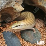 ug_Wedge_Snouted_Skink_3.jpg