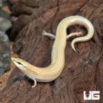 ug_Wedge_Snouted_Skink_2.jpg