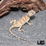 ug_Hartmanns_Agama_4.jpg