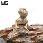 ug_Hartmanns_Agama_1.jpg