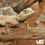 ug_Savignys_Agama_2.jpg