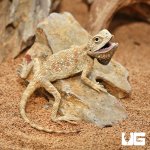 ug_Savignys_Agama_1.jpg