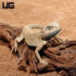 ug_desert_agama_4.jpg