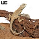 ug_desert_agama_2.jpg