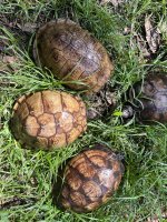 IMG_3467.jpeg