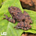 ug_Spiny_Warty_Frog_6.jpg