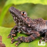 ug_Spiny_Warty_Frog_1.jpg