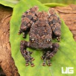 ug_Spiny_Warty_Frog_4.jpg