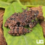 ug_Spiny_Warty_Frog_3.jpg