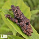 ug_Spiny_Warty_Frog_2.jpg