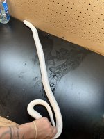 IMG_2409.jpeg