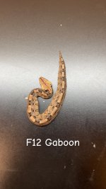 IMG_1978.jpeg