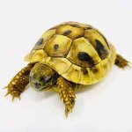 1-hermanns-tortoise-for-sale.jpg