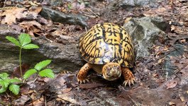 2023Apr19_box-turtle-3.1.jpg