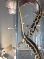 IMG_2089.jpeg
