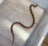 IMG_0213.jpeg