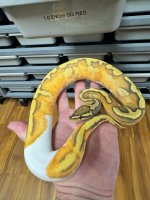 Male Enchi Orange Ghost Pied.jpg