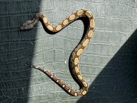IMG_0779.jpeg