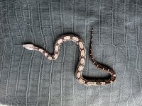 IMG_0716.jpeg