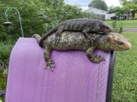 IMG_0147.jpeg
