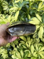 IMG_7461.jpeg