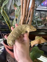 IMG_0320.jpeg