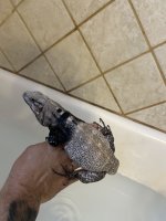 IMG_0116.jpeg