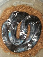 Male Pied Mussurana.jpg