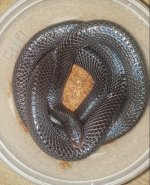 Male normal mussurana pic2.jpg