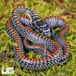 ug_Baby_Paradise_Flying_Snake_4.jpg