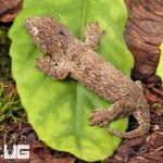 ug_Neon_Snow_xGTX_Leachianus_Gecko_#1_3.jpg