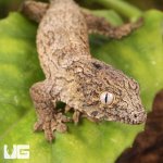 ug_Neon_Snow_xGTX_Leachianus_Gecko_#1_2.jpg