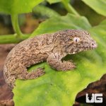 ug_Neon_Snow_xGTX_Leachianus_Gecko_#1_1.jpg