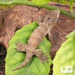 ug_Neon_Snow_xGTX_Leachianus_Gecko_#1_4.jpg