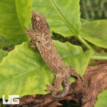 ug_Neon_Snow_xGTX_Leachianus_Gecko_#2_4.jpg