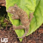 ug_Neon_Snow_xGTX_Leachianus_Gecko_#2_2.jpg