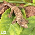 ug_Neon_Snow_xGTX_Leachianus_Gecko_#2_1.jpg